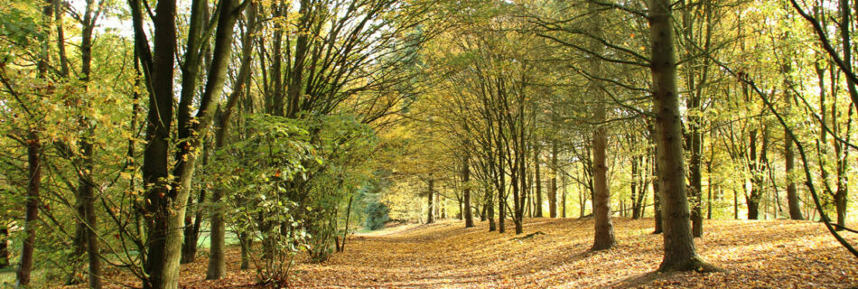 Automne - parc des Gayeulles à Rennes